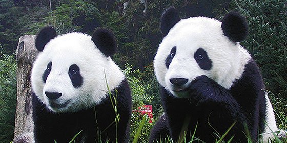 Humanos y animales comparten los mismos mecanismos de altruismo hacia la pareja