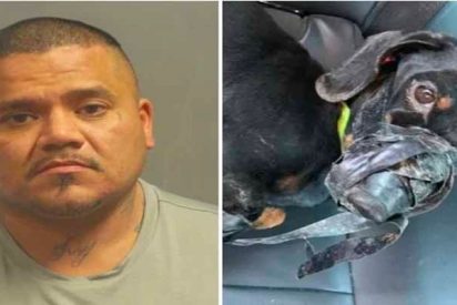 Detenido un facineroso por amordazar con cinta americana a su perro y tirarlo a la basura