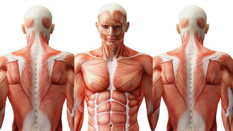 Estas son las 5 partes de nuestro cuerpo que hasta hace poco no sab&iacute;amos que ten&iacute;amos