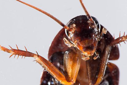 (VIDEO): Sacan m&aacute;s de 40 cucarachas muertas de los platos de pato estofado en un restaurante Chino