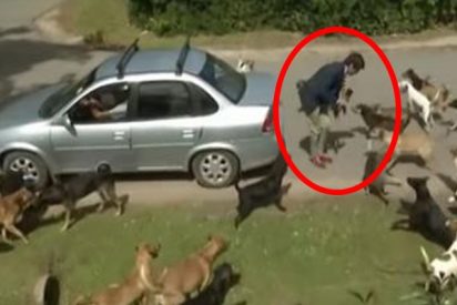 As&iacute; fue el terrible ataque de una jaur&iacute;a de perros a un periodista en directo