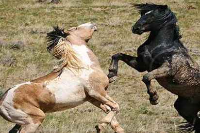 Estados Unidos recompensa con 1,000 d&oacute;lares a quien adopte... un caballo o un burro