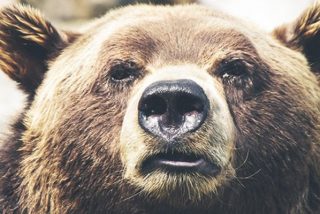 Los osos se imitan entre s&iacute; los gestos que hacen con la cara, como humanos y gorilas