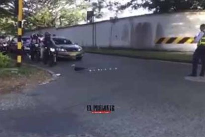 Sin ver el semaforo: Esta familia de patos detuvo el tr&aacute;fico para cruzar la calle