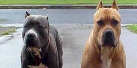 Dos perros pitbull atacan salvajemente a su due&ntilde;a hasta quitarle la vida en un refugio para animales
