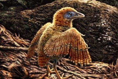 &iquest;Sab&iacute;as que las aves de los tiempos de los dinosaurios sal&iacute;an del huevo a la carrera?