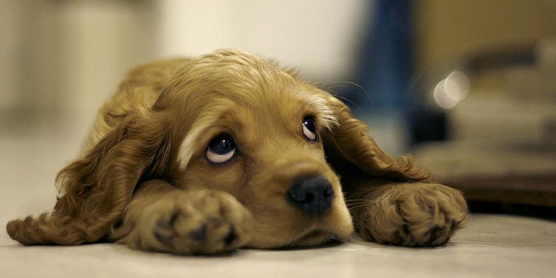 Cinco hoteles que admiten perros