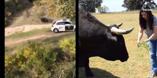 Brutal: el toro que embiste a la Guardia Civil y al que deber&iacute;an intentar dar de comer de la mano los de PACMA