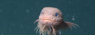 Bumpy Snailfish, el pez que vive en las profundidades