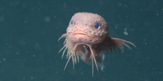 Bumpy Snailfish, el pez que vive en las profundidades