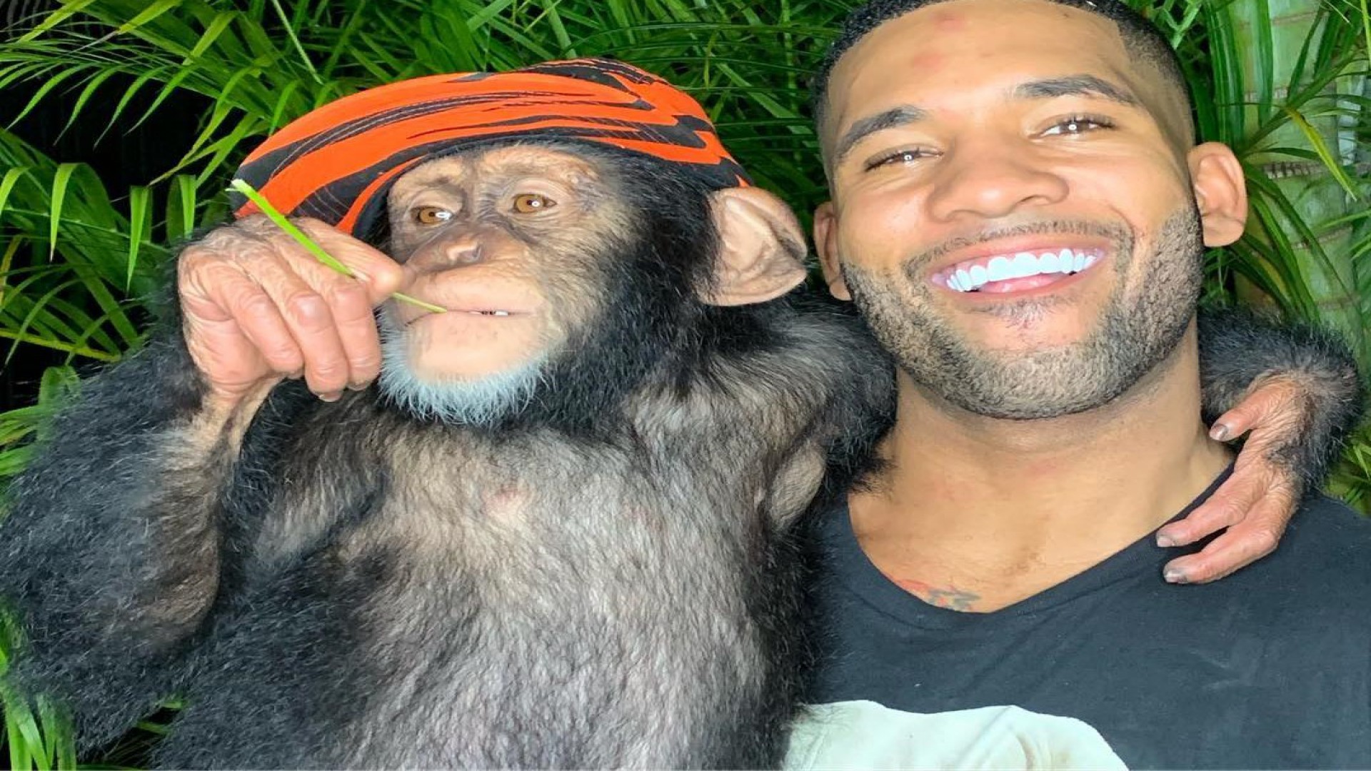 El chimpanc&eacute; instagramer se hace viral por su h&aacute;bil manejo del m&oacute;vil