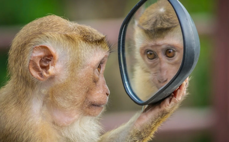 7 curiosidades que seguro ignorabas sobre los espejos