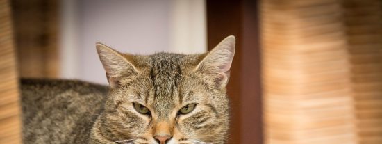 El gato feroz se enfrenta a la jaur&iacute;a de perros rabiosos y sale victorioso