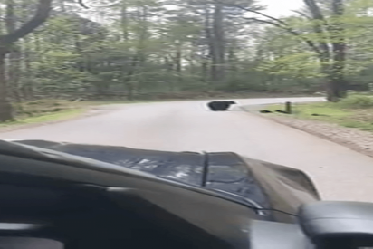 Esta osa ayuda a sus cuatro cr&iacute;as a cruzar una carretera