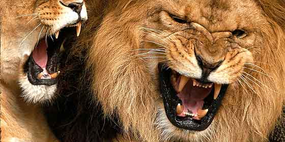 Pisoteado por un elefante y devorado por una manada de leones: la espantosa muerte de un cazador furtivo