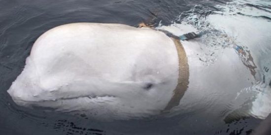 As&iacute; es la 'ballena esp&iacute;a' rusa que han pillado siguiendo a unos barcos en Noruega
