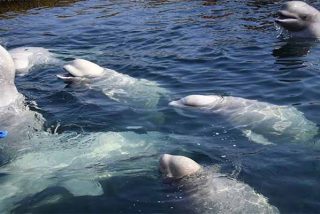 Rusia libera 100 ballenas que tenían en jaulas y habían sido capturadas para ser vendidas a China