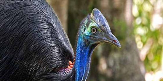 Un ejemplar de casuario, el ave m&aacute;s peligrosa del mundo, mat&oacute; a su due&ntilde;o