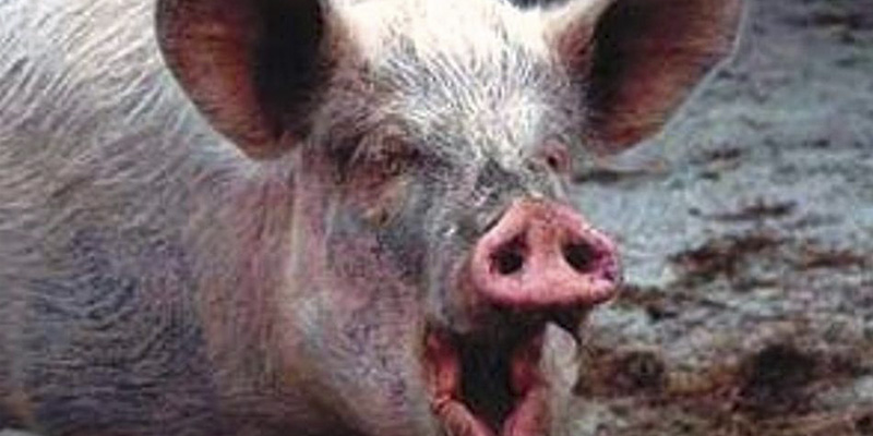 Cuanto Cuesta Un Cerdo Vivo En España