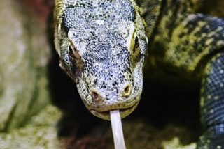 La despedida del drag&oacute;n de Komodo: deja mestizos antes de extinguirse en Australia
