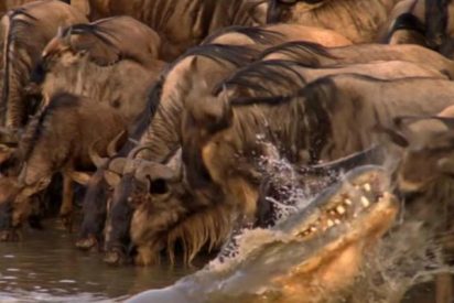 Momento en el que un feroz cocodrilo emerge del agua para atacar a una manada de &ntilde;us sedientos
