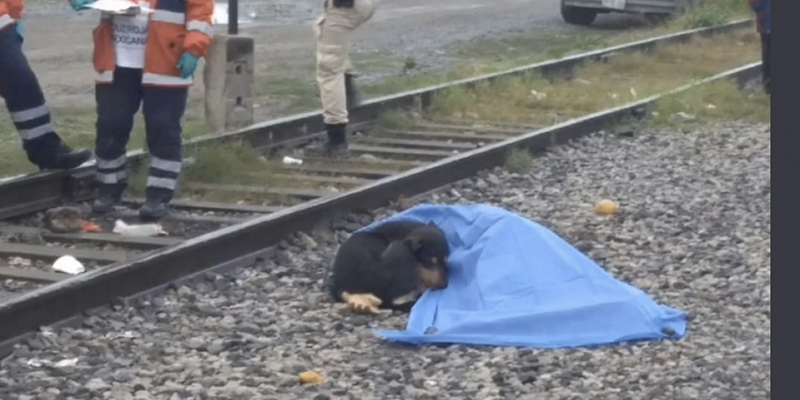 El perro y el dueño