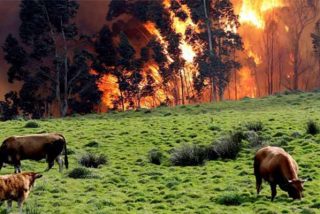 &iexcl;Arde Espa&ntilde;a!: M&aacute;s de 10.000 hect&aacute;reas quemadas en 7 incendios simult&aacute;neos