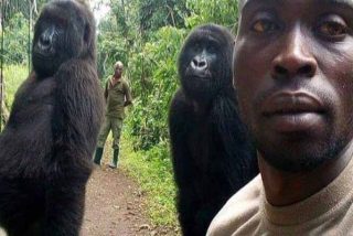 Los gorilas que posan para el selfie con un guardabosques como si fueran humanos y que son virales