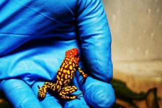 Tr&aacute;fico animal en Colombia: Simulaban llevar rollos fotogr&aacute;ficos, pero eran 400 ranas venenosas