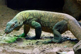 Indonesia cierra la isla de Komodo porque los turistas est&aacute;n robando sus dragones
