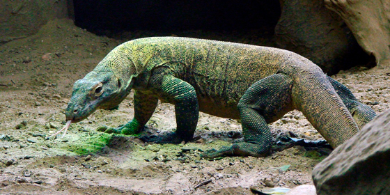 Indonesia cierra la isla de Komodo porque los turistas est&aacute;n robando sus dragones
