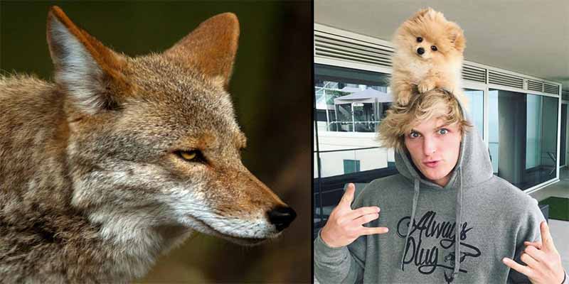 El youtuber Logan Paul, el coyote y su perro.