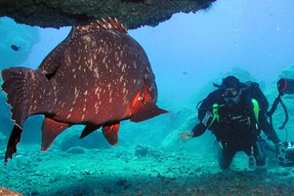 Madeira: Para&iacute;so del buceo