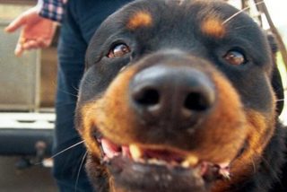 Rottweiler