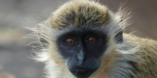 &iquest;Sabes qu&eacute; palabra especial eligieron los monos para nombrar a los drones?