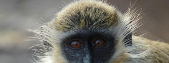 &iquest;Sabes qu&eacute; palabra especial eligieron los monos para nombrar a los drones?