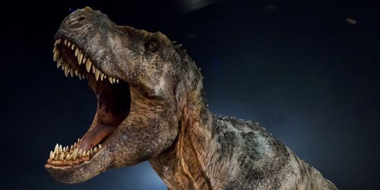 Resuelven el gran misterio sobre la poderosa mand&iacute;bula del T-REX