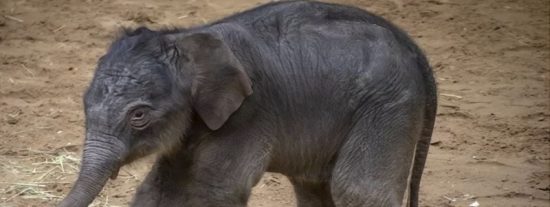 El beb&eacute; elefante muere tras ser forzado a bailar hasta la extenuaci&oacute;n para grupos de turistas