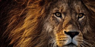 El tremendo cabreo del le&oacute;n alfa que no quiere compartir su presa