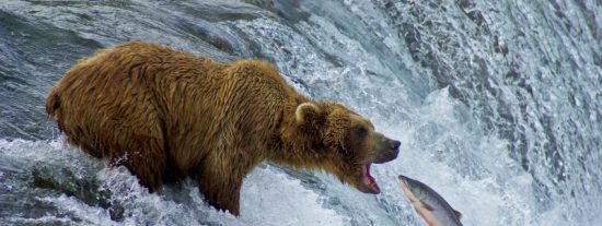 Oso cazando a un salm&oacute;n