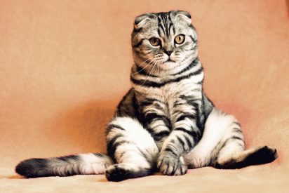 El gato, que 'siempre llama dos veces', se hace viral