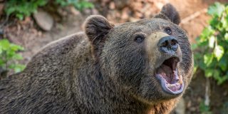 El oso glot&oacute;n 'asalta' a los cazadores y les roba la comida