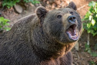 El oso glot&oacute;n 'asalta' a los cazadores y les roba la comida