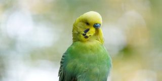 Este periquito se convierte en un h&eacute;roe de acci&oacute;n y las redes lo adoran