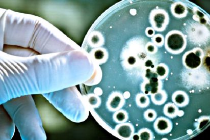 Un extracto del ar&aacute;ndano hace que las bacterias sean m&aacute;s sensibles a los antibi&oacute;ticos