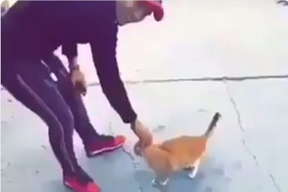 Pagar&aacute;n 6.000 d&oacute;lares a quien identifique al criminal que pate&oacute; a un gato que ped&iacute;a amor