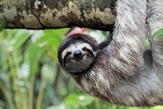 Un f&oacute;sil demuestra que existi&oacute; un perezoso de tres metros de alto y cuatro toneladas