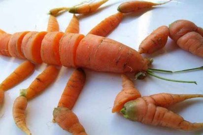 &iquest;Deber&iacute;an hacerse vegetarianos los cristianos?