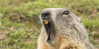 Un adolescente muere de peste bub&oacute;nica tras comerse una marmota