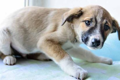 Mata a golpes a su perro y lo tira a la basura, pero lo pilla la Guardia Civil